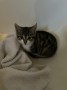Katzenbaby (1)